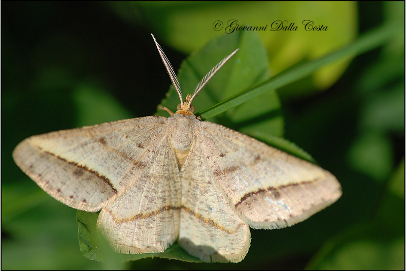Isturgia arenacearia